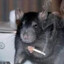 Rattard