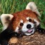Louis the Cute Red Panda