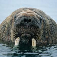 walrus joe