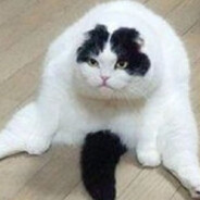 ◕︎◕