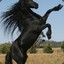 Stallion_7