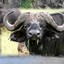 Big Bootie Buffaloes