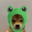 Dog Frog