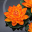 _Orange Lotus_