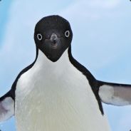 ПИНГВИН