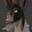 Ranger's Avatar