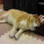 UntoastedShiba