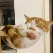 与众不同的发牌员