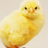 Yakışıklı Civciv