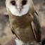 BarnOwl