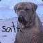 salty seadog