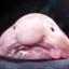 blobfishッ