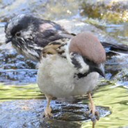 LongTailedTit