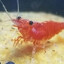 schrodingers_shrimp