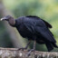Urubu Preto