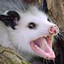 Opossum of the Pine