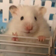 我真的卡卡的（卡爆版