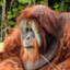 Orangutan