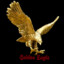 golden eagle