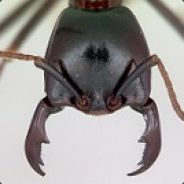 Walkingant