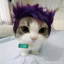 sum_ting_wong
