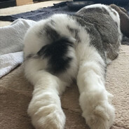 bunny butt