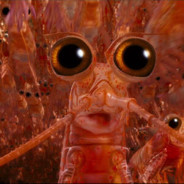 Mr Krill
