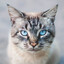 Gato