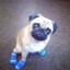 pug_in_socks