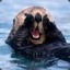 Mainstream Sea Otter