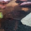 Pleco