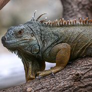 Death Iguana