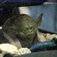 Drift King Yoda