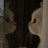 我是山里灵活的狗