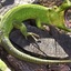 Faint Lizard