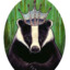 King badger