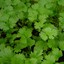 Coriander