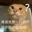 圆头耄耋