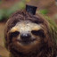 Gentleman Sloth