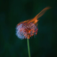 dandelion
