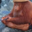 orangutan fisherman