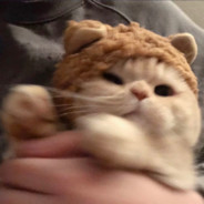 当我猪脑过载我会选择用**思考