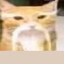 Double Gulp Cup's avatar