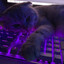 l1m0nchik)