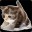 Balty Cat