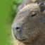 Mr.Capybara