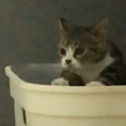 我猫亮了我不玩了