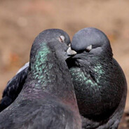Gay Pigeon
