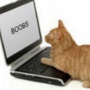 BoobCat