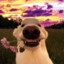 fazedog